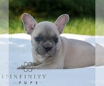 Small #3 French Bulldog
