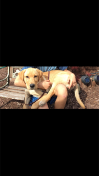 Medium Photo #1 Labrador Retriever Puppy For Sale in VIENNA, VA, USA