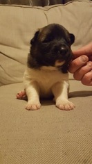 Akita Puppy for sale in HUTCHINSON, MN, USA