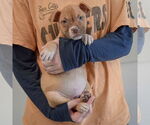 Small #2 American Staffordshire Terrier-Boxer Mix