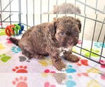 Small #2 ShihPoo