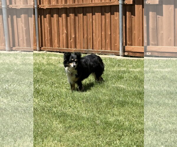 Medium Photo #3 Australian Shepherd Puppy For Sale in Dallas, TX, USA