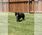 Small #2 Australian Shepherd