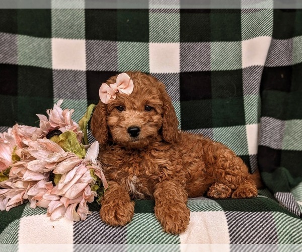 Medium Photo #5 Miniature Labradoodle Puppy For Sale in NOTTINGHAM, PA, USA