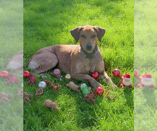 Medium Photo #3 Labrador Retriever-Unknown Mix Puppy For Sale in Cranston, RI, USA