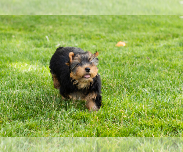 Medium Photo #8 Yorkshire Terrier Puppy For Sale in NAPPANEE, IN, USA