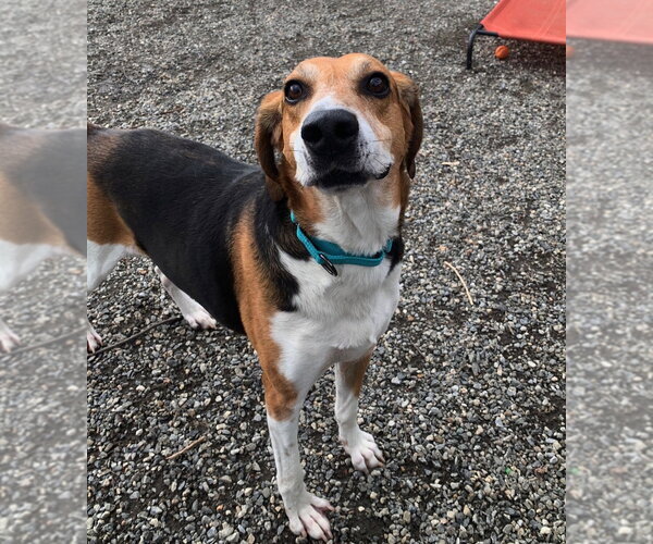 Medium Photo #2 Coonhound-Unknown Mix Puppy For Sale in Elmsford, NY, USA