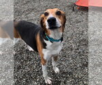 Small #1 Coonhound Mix