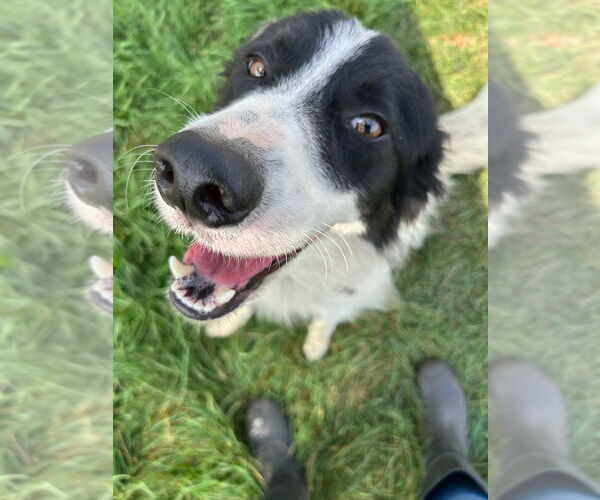 Medium Photo #4 English Shepherd-Unknown Mix Puppy For Sale in Pierceton , IN, USA