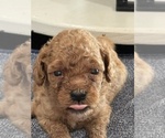 Small #14 Goldendoodle (Miniature)