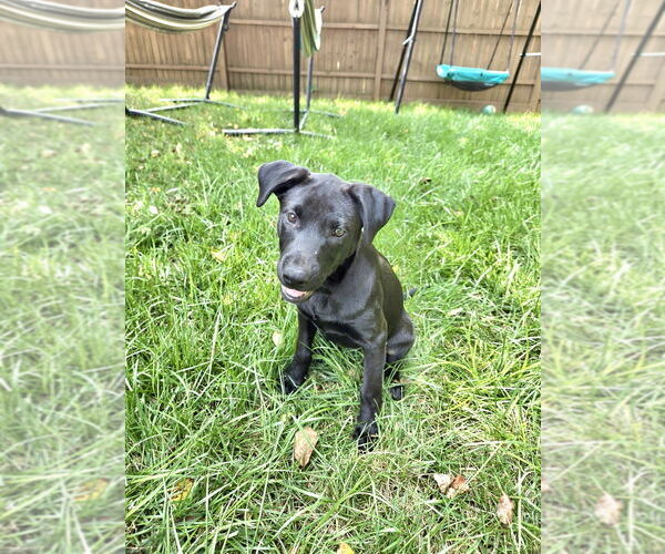 Medium Photo #12 Labrador Retriever-Unknown Mix Puppy For Sale in Mooresville, NC, USA