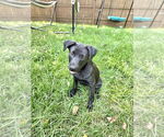Small #11 Labrador Retriever Mix