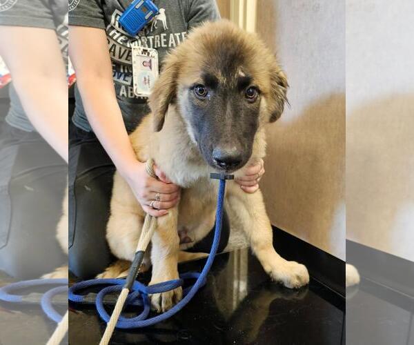 Medium Photo #2 Anatolian Shepherd-Unknown Mix Puppy For Sale in Rockwall, TX, USA