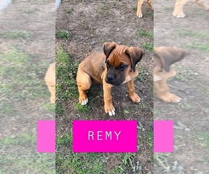 Boxer-Bullmastiff Mix Puppy for sale in SPRINGFIELD, OH, USA
