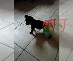 Small #1 Free-Lance Bulldog