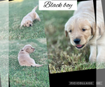 Small #5 Golden Retriever