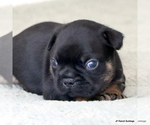 Small Photo #9 French Bulldog Puppy For Sale in WINNSBORO, TX, USA