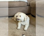 Small #1 Poodle (Miniature) Mix