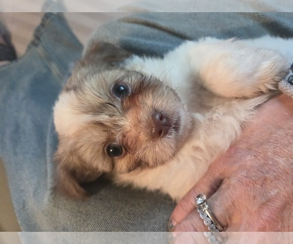 Medium Photo #2 Maltipom-Pomeranian Mix Puppy For Sale in HUDSON, MA, USA