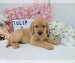 Puppy 4 Labradoodle