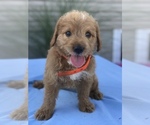 Small Photo #10 Miniature Labradoodle Puppy For Sale in BOWLING GREEN, KY, USA