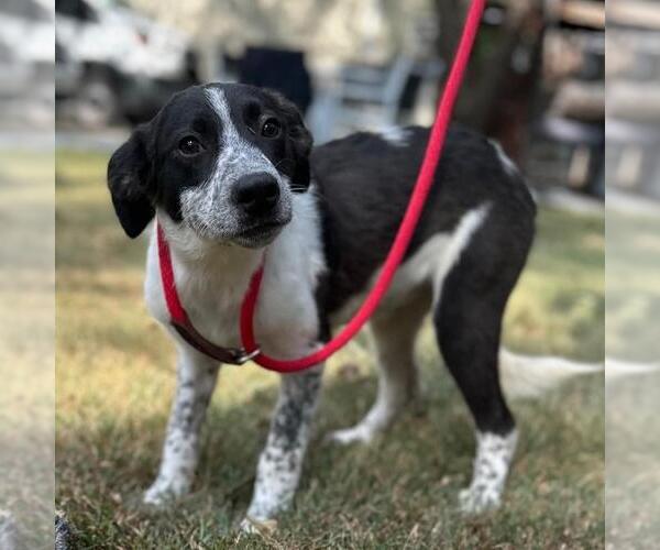 Medium Photo #4 Mutt Puppy For Sale in Yardley, PA, USA