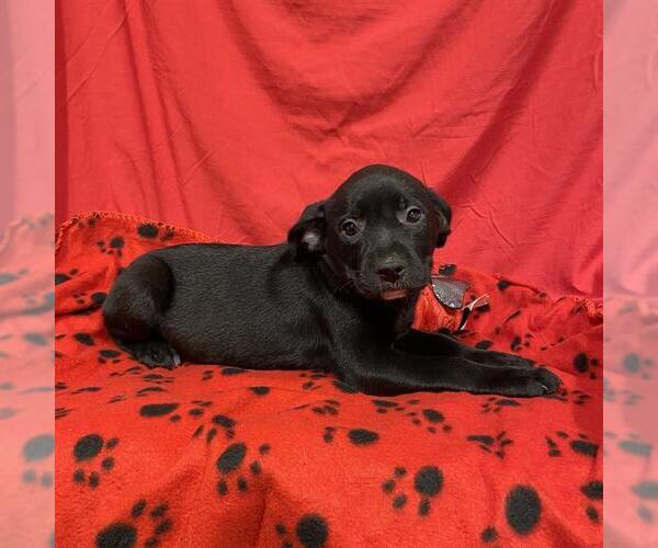 Medium Photo #1 Mutt Puppy For Sale in Modesto, CA, USA