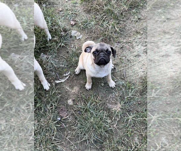 Medium Photo #1 Pug Puppy For Sale in METAMORA, IN, USA