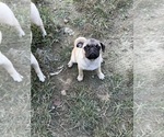 Puppy Green boy Pug