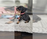 Small Photo #38 Doberman Pinscher Puppy For Sale in WHEELING, IL, USA