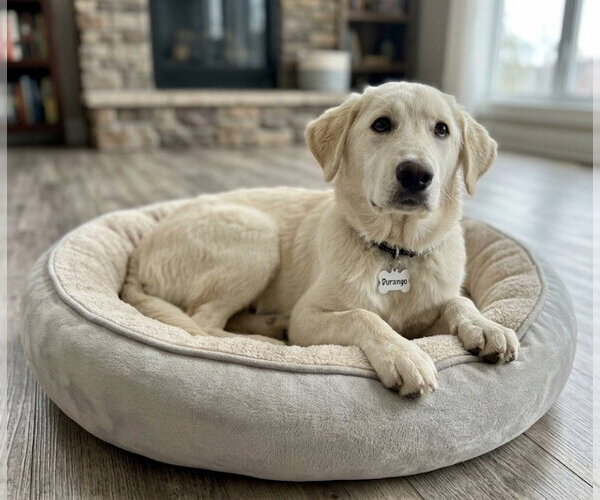 Medium Photo #2 Golden Pyrenees Puppy For Sale in Genesee, WI, USA