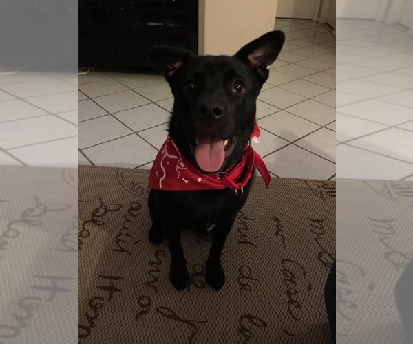 Medium Photo #56 Labrador Retriever-Unknown Mix Puppy For Sale in Pompano Beach , FL, USA