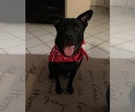Small #55 Labrador Retriever Mix