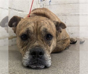 Mutt Dogs for adoption in San Bernardino, CA, USA