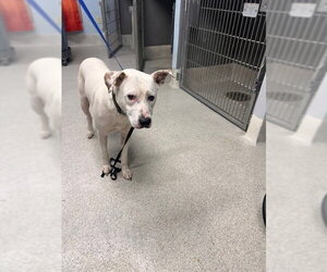 Labrador Retriever-Unknown Mix Dogs for adoption in Tallahassee, FL, USA