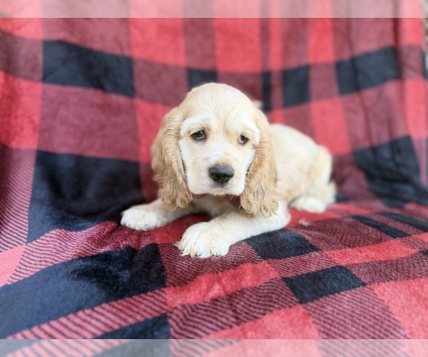 Medium Photo #10 Cocker Spaniel Puppy For Sale in LAKELAND, FL, USA