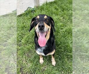 Mutt Dogs for adoption in Toronto, Ontario, Canada