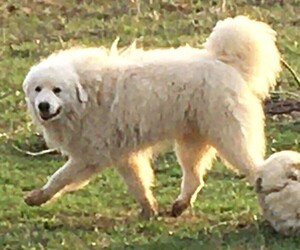 Father of the Great Pyrenees puppies born on 10/27/2025