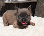 Small Photo #18 French Bulldog Puppy For Sale in GOSHEN, IN, USA