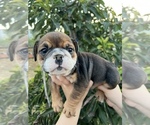 Small Photo #6 English Bulldog Puppy For Sale in RIVERSIDE, CA, USA