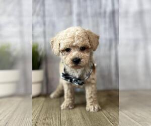 Poodle (Toy) Puppy for sale in ORO VALLEY, AZ, USA