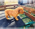 Small #1 Golden Retriever