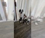Small Photo #1 Saint Bernard Puppy For Sale in CHIPPEWA FALLS, WI, USA