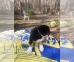Small Photo #17 Australian Shepherd Puppy For Sale in FARMVILLE, VA, USA