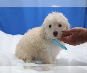 Poodle (Miniature) Puppy for sale in DYERSBURG, TN, USA
