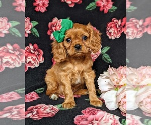 Cavalier King Charles Spaniel Puppy for sale in QUARRYVILLE, PA, USA