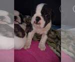 Small Photo #4 Bulldog Puppy For Sale in TUNNEL HILL, GA, USA