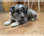 Small Photo #5 Miniature Australian Shepherd Puppy For Sale in HOWE, OK, USA