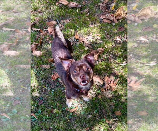 Medium Photo #3 Cheeks Puppy For Sale in Hillsboro, MO, USA