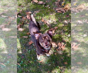 Copper - Male Cheeks Dog for Adoption - Photo #3